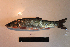  ( - AOZ_TBV021)  @11 [ ] CreativeCommons  Attribution Non-Commercial Share-Alike  Turanov S.V. A.V. Zhirmunsky Institute of Marine Biology