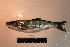  ( - AOZ_TBV023)  @11 [ ] CreativeCommons  Attribution Non-Commercial Share-Alike  Turanov S.V. A.V. Zhirmunsky Institute of Marine Biology