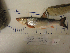  ( - AOZ_THN005)  @11 [ ] CreativeCommons  Attribution Non-Commercial Share-Alike  Zolotova A.O. A.V. Zhirmunsky Institute of Marine Biology