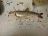  ( - AOZ_THN009)  @11 [ ] CreativeCommons  Attribution Non-Commercial Share-Alike  Zolotova A.O. A.V. Zhirmunsky Institute of Marine Biology