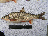  ( - AOZ_THT005)  @11 [ ] CreativeCommons  Attribution Non-Commercial Share-Alike  Zolotova A.O. A.V. Zhirmunsky Institute of Marine Biology