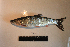  ( - AOZ_THV001)  @11 [ ] CreativeCommons  Attribution Non-Commercial Share-Alike  Turanov S.V. A.V. Zhirmunsky Institute of Marine Biology