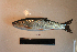  ( - AOZ_THV002)  @11 [ ] CreativeCommons  Attribution Non-Commercial Share-Alike  Turanov S.V. A.V. Zhirmunsky Institute of Marine Biology