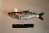  ( - AOZ_THV004)  @11 [ ] CreativeCommons  Attribution Non-Commercial Share-Alike  Turanov S.V. A.V. Zhirmunsky Institute of Marine Biology