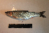  ( - AOZ_THV005)  @11 [ ] CreativeCommons  Attribution Non-Commercial Share-Alike  Turanov S.V. A.V. Zhirmunsky Institute of Marine Biology
