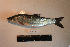  ( - AOZ_THV007)  @11 [ ] CreativeCommons  Attribution Non-Commercial Share-Alike  Turanov S.V. A.V. Zhirmunsky Institute of Marine Biology