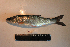  ( - AOZ_THV009)  @11 [ ] CreativeCommons  Attribution Non-Commercial Share-Alike  Turanov S.V. A.V. Zhirmunsky Institute of Marine Biology