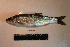  ( - AOZ_THV010)  @11 [ ] CreativeCommons  Attribution Non-Commercial Share-Alike  Turanov S.V. A.V. Zhirmunsky Institute of Marine Biology