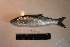  ( - AOZ_THV012)  @11 [ ] CreativeCommons  Attribution Non-Commercial Share-Alike  Turanov S.V. A.V. Zhirmunsky Institute of Marine Biology