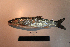  ( - AOZ_TBV013NTHV13)  @11 [ ] CreativeCommons  Attribution Non-Commercial Share-Alike  Turanov S.V. A.V. Zhirmunsky Institute of Marine Biology