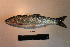 ( - AOZ_THV014)  @11 [ ] CreativeCommons  Attribution Non-Commercial Share-Alike  Turanov S.V. A.V. Zhirmunsky Institute of Marine Biology