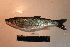  (Tribolodon hakonensis - AOZ_THV018)  @11 [ ] CreativeCommons  Attribution Non-Commercial Share-Alike  Turanov S.V. A.V. Zhirmunsky Institute of Marine Biology