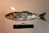  ( - AOZ_THV020)  @11 [ ] CreativeCommons  Attribution Non-Commercial Share-Alike  Turanov S.V. A.V. Zhirmunsky Institute of Marine Biology