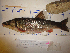  ( - AOZ_TSN003)  @11 [ ] CreativeCommons  Attribution Non-Commercial Share-Alike  Zolotova A.O. A.V. Zhirmunsky Institute of Marine Biology