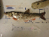  ( - AOZ_TSN004)  @11 [ ] CreativeCommons  Attribution Non-Commercial Share-Alike  Zolotova A.O. A.V. Zhirmunsky Institute of Marine Biology