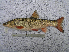  (Tribolodon sachalinensis - AOZ_TSP001)  @11 [ ] CreativeCommons  Attribution Non-Commercial Share-Alike  Zolotova A.O. A.V. Zhirmunsky Institute of Marine Biology