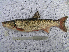  ( - AOZ_TSP003)  @11 [ ] CreativeCommons  Attribution Non-Commercial Share-Alike  Zolotova A.O. A.V. Zhirmunsky Institute of Marine Biology