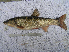  ( - AOZ_TSP004)  @11 [ ] CreativeCommons  Attribution Non-Commercial Share-Alike  Zolotova A.O. A.V. Zhirmunsky Institute of Marine Biology