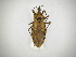  ( - INBIOCRI001292220)  @11 [ ] CreativeCommons - Attribution (2012) Carlos Hernandez Centre for Biodiversity Genomics