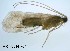  (Limnephilus quadratus - ARin-2014F071)  @13 [ ] CreativeCommons - Attribution Non-Commercial (2013) Aki Rinne University of Oulu