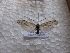  (Ceraclea nigronervosa - JSlk-2011F073)  @14 [ ] Unspecified (default): All Rights Reserved  Unspecified Unspecified