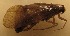  (Micropterna lateralis - JSlk-2011F120)  @12 [ ] CreativeCommons - Attribution Non-Commercial (2012) Juha Salokannel University of Oulu