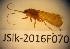  (Limnephilus tauricus - JSlk-2016F070)  @12 [ ] CreativeCommons - Attribution Non-Commercial (2015) Juha Salokannel University of Oulu