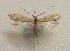  (Grammotaulius sibiricus - JSlk-2018F084)  @11 [ ] CreativeCommons - Attribution Non-Commercial (2018) Juha Salokannel University of Oulu