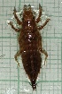  (Phyllogomphoides sp - IAvH-TRI-MAC0024-2)  @11 [ ] Copyright (2022) Instituto de Investigaciones Alexander von Humboldt (IAvH) Instituto de Investigaciones Alexander von Humboldt (IAvH)