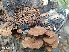 ( - IAvH-TRI-MR009)  @11 [ ] Copyright (2021) Instituto Alexander von Humboldt (IAvH) Instituto de Investigacion de Recursos Biologicos Alexander von Humboldt (IAvH)