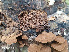  ( - IAvH-TRI-MR009)  @11 [ ] Copyright (2021) Instituto Alexander von Humboldt (IAvH) Instituto de Investigacion de Recursos Biologicos Alexander von Humboldt (IAvH)