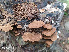  ( - IAvH-TRI-MR009)  @11 [ ] Copyright (2021) Instituto Alexander von Humboldt (IAvH) Instituto de Investigacion de Recursos Biologicos Alexander von Humboldt (IAvH)