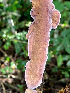  ( - IAvH-TRI-MR024)  @11 [ ] Copyright (2021) Instituto Alexander von Humboldt (IAvH) Instituto de Investigacion de Recursos Biologicos Alexander von Humboldt (IAvH)