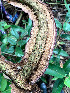  ( - IAvH-TRI-MR024)  @11 [ ] Copyright (2021) Instituto Alexander von Humboldt (IAvH) Instituto de Investigacion de Recursos Biologicos Alexander von Humboldt (IAvH)