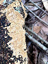  (Funalia - IAvH-TRI-MR036)  @11 [ ] Copyright (2021) Instituto Alexander von Humboldt (IAvH) Instituto de Investigacion de Recursos Biologicos Alexander von Humboldt (IAvH)
