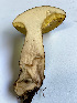  ( - IAvH-TRI-MR042)  @11 [ ] Copyright (2021) Instituto Alexander von Humboldt (IAvH) Instituto de Investigacion de Recursos Biologicos Alexander von Humboldt (IAvH)