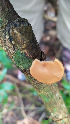  ( - IAvH-TRI-MR058)  @11 [ ] Copyright (2021) Instituto Alexander von Humboldt (IAvH) Instituto de Investigacion de Recursos Biologicos Alexander von Humboldt (IAvH)