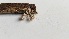  ( - IAvH-TRI-MR061)  @11 [ ] Copyright (2021) Instituto Alexander von Humboldt (IAvH) Instituto de Investigacion de Recursos Biologicos Alexander von Humboldt (IAvH)