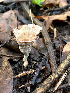 (Podoscypha mellissii - IAvH-TRI-MR065)  @11 [ ] Copyright (2021) Instituto Alexander von Humboldt (IAvH) Instituto de Investigacion de Recursos Biologicos Alexander von Humboldt (IAvH)