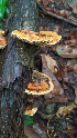  (Cubamyces - IAvH-TRI-MR079)  @11 [ ] Copyright (2021) Instituto Alexander von Humboldt (IAvH) Instituto de Investigacion de Recursos Biologicos Alexander von Humboldt (IAvH)