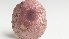  ( - IAvH-TRI-MR081)  @11 [ ] Copyright (2021) Instituto Alexander von Humboldt (IAvH) Instituto de Investigacion de Recursos Biologicos Alexander von Humboldt (IAvH)