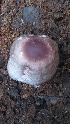  ( - IAvH-TRI-MR090)  @11 [ ] Copyright (2021) Instituto Alexander von Humboldt (IAvH) Instituto de Investigacion de Recursos Biologicos Alexander von Humboldt (IAvH)