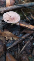  ( - IAvH-TRI-MR092)  @11 [ ] Copyright (2021) Instituto Alexander von Humboldt (IAvH) Instituto de Investigacion de Recursos Biologicos Alexander von Humboldt (IAvH)