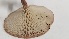  ( - IAvH-TRI-MR092)  @11 [ ] Copyright (2021) Instituto Alexander von Humboldt (IAvH) Instituto de Investigacion de Recursos Biologicos Alexander von Humboldt (IAvH)