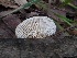  ( - IAvH-TRI-MR118)  @11 [ ] Copyright (2021) Instituto Alexander von Humboldt (IAvH) Instituto de Investigacion de Recursos Biologicos Alexander von Humboldt (IAvH)