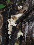  ( - IAvH-TRI-MR119)  @11 [ ] Copyright (2021) Instituto Alexander von Humboldt (IAvH) Instituto de Investigacion de Recursos Biologicos Alexander von Humboldt (IAvH)