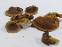  ( - IAvH-TRI-MR121)  @11 [ ] Copyright (2021) Instituto Alexander von Humboldt (IAvH) Instituto de Investigacion de Recursos Biologicos Alexander von Humboldt (IAvH)