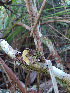  ( - IAvH-TRI-MR123)  @11 [ ] Copyright (2021) Instituto Alexander von Humboldt (IAvH) Instituto de Investigacion de Recursos Biologicos Alexander von Humboldt (IAvH)