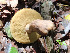  ( - IAvH-TRI-MR133)  @11 [ ] Copyright (2021) Instituto Alexander von Humboldt (IAvH) Instituto de Investigacion de Recursos Biologicos Alexander von Humboldt (IAvH)
