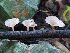  ( - IAvH-TRI-MR142)  @11 [ ] Copyright (2021) Instituto Alexander von Humboldt (IAvH) Instituto de Investigacion de Recursos Biologicos Alexander von Humboldt (IAvH)